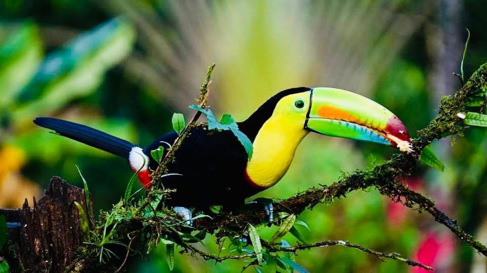 Mariposa Jungle Lodge San Ignacio Kültér fotó